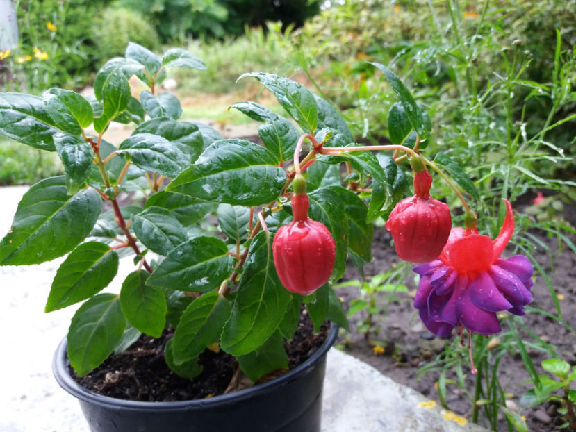 Picture 395 - Colectie Fuchsia