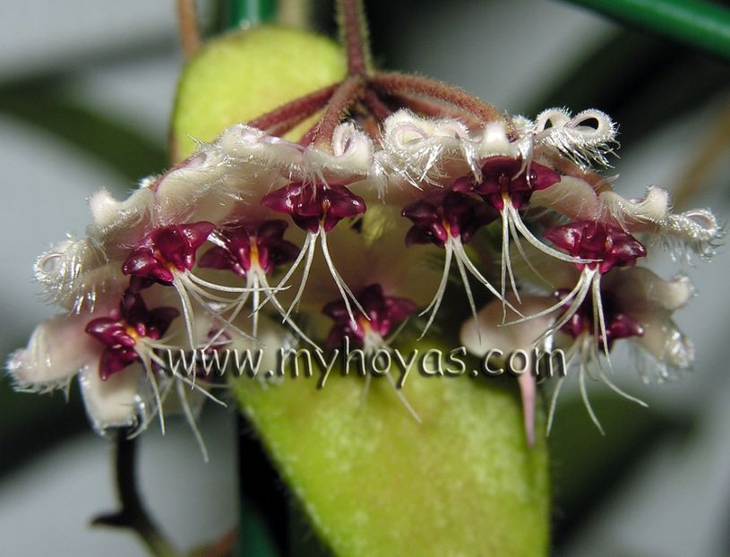 Hoya Flagellata- net - Flagellata