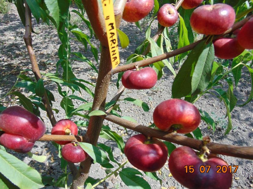 nectarin plat MARINA - pulpa portocalie - Piersici si nectarine PLATE