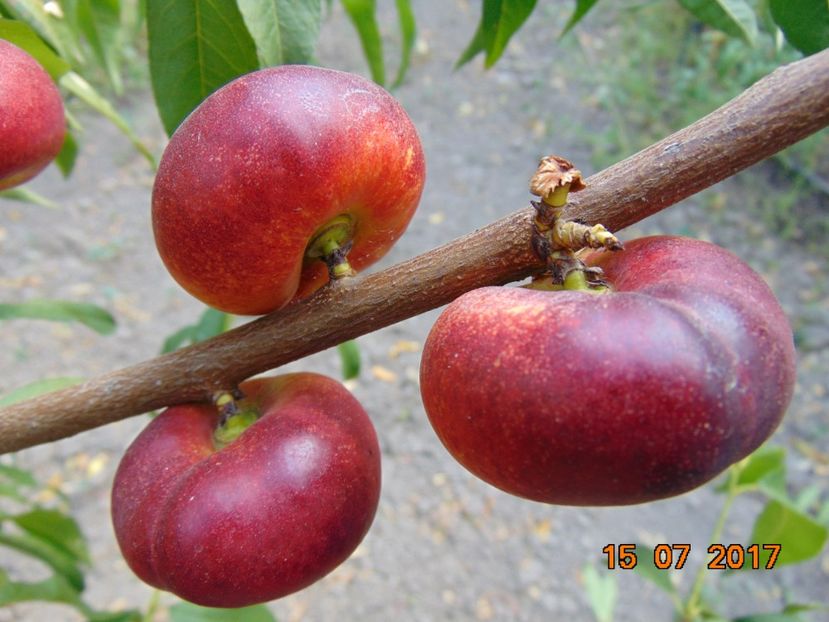 MARINA - Piersici si nectarine PLATE
