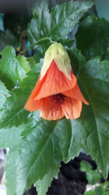  - ABUTILON 2017