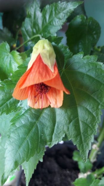  - ABUTILON 2017