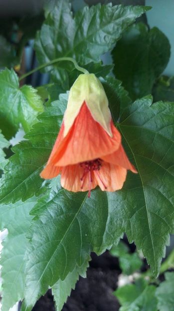  - ABUTILON 2017