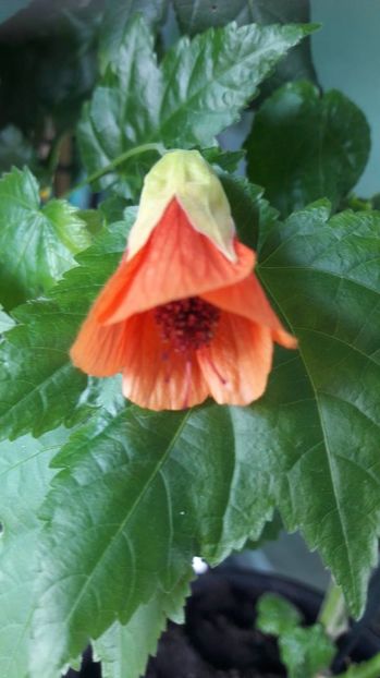  - ABUTILON 2017