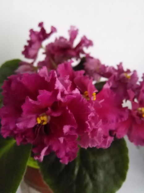 Amadeus - 1-A-Violete 2017