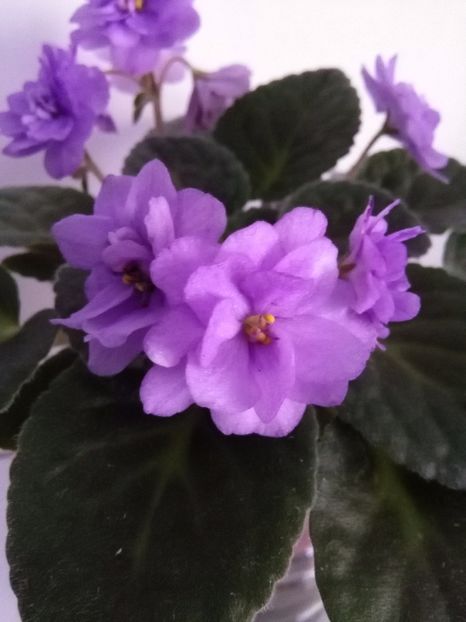  - 1-A-Violete 2017