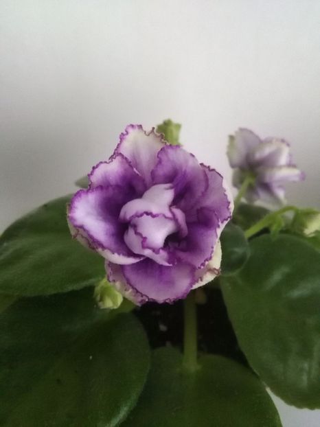 RS Greis - 1-A-Violete 2017
