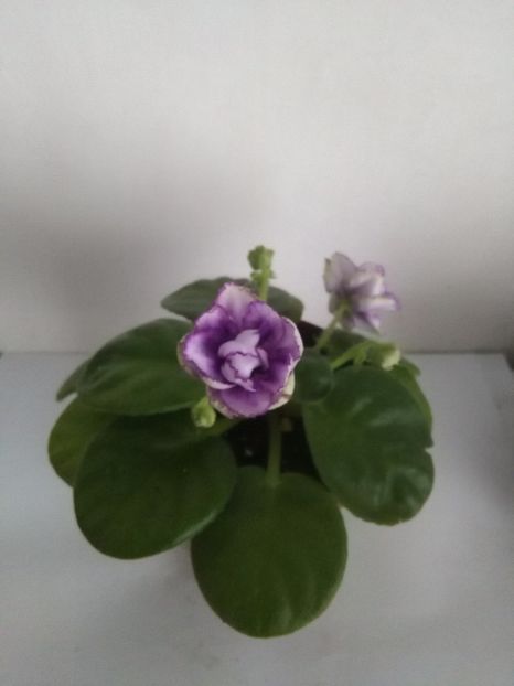  - 1-A-Violete 2017