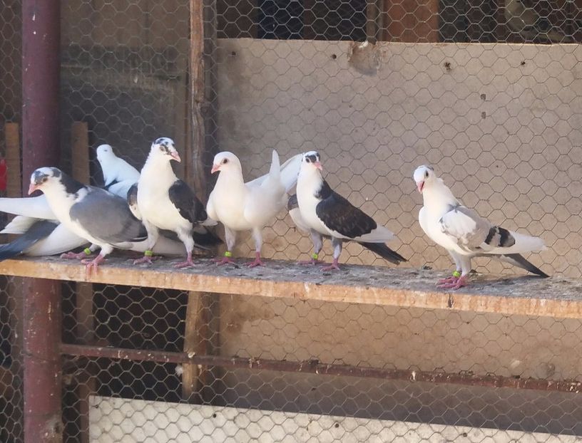 Dati in Ilfov la Tuinea 11 buc - D- Porumbei JUCATORI DE GALATI VANDUTI Album 3