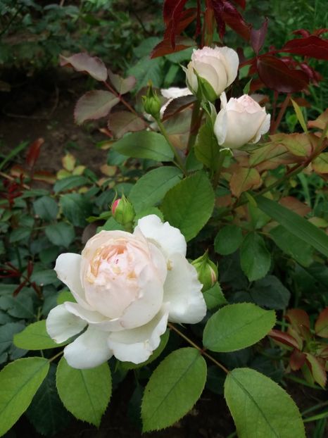  - Stephanie Baronim zu Guttenberg 1