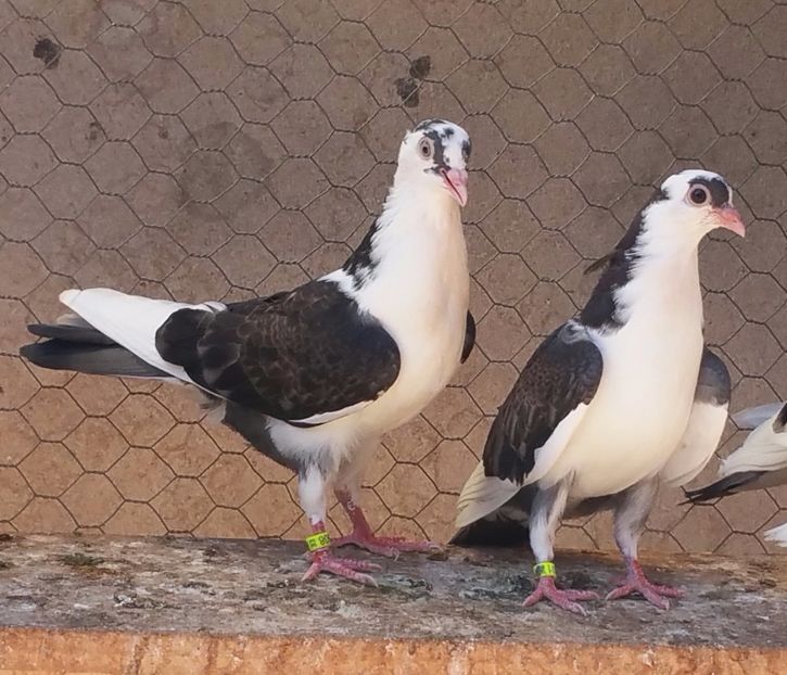 Dati in Ilfov la Tuinea - D- Porumbei JUCATORI DE GALATI VANDUTI Album 3