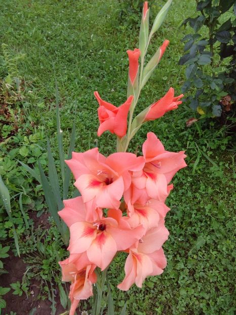  - AAAA_GLADIOLE 2015_2017_2018_2019