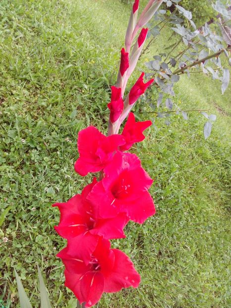  - AAAA_GLADIOLE 2015_2017_2018_2019