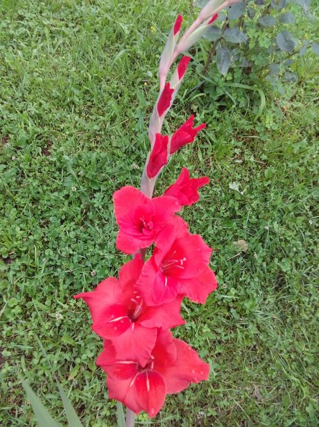  - AAAA_GLADIOLE 2015_2017_2018_2019