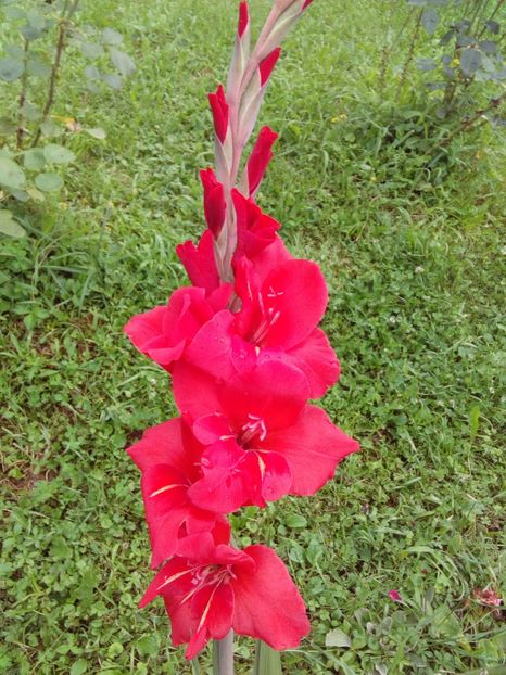  - AAAA_GLADIOLE 2015_2017_2018_2019