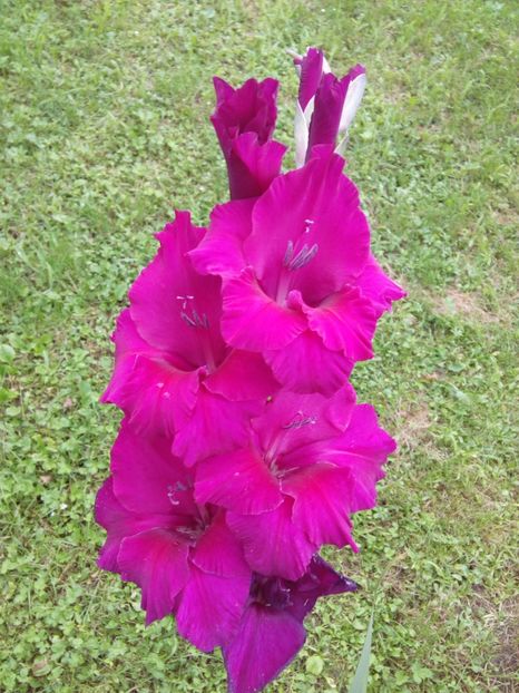  - AAAA_GLADIOLE 2015_2017_2018_2019