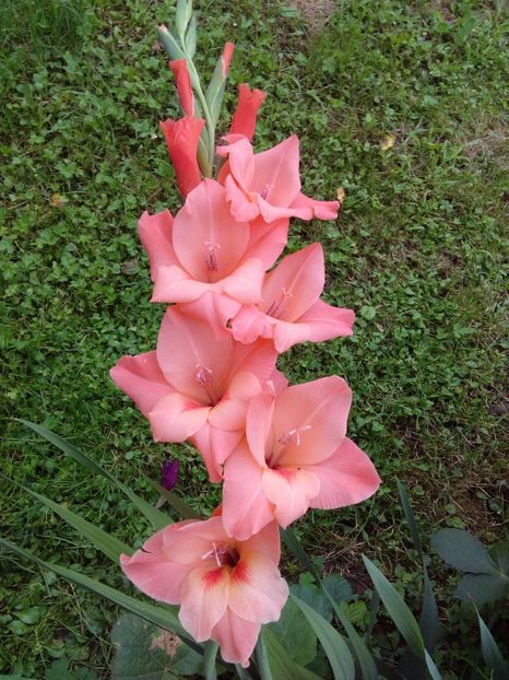  - AAAA_GLADIOLE 2015_2017_2018_2019