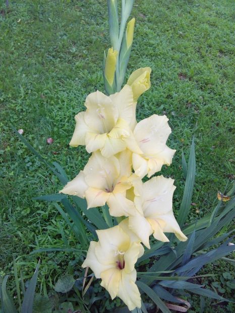  - AAAA_GLADIOLE 2015_2017_2018_2019