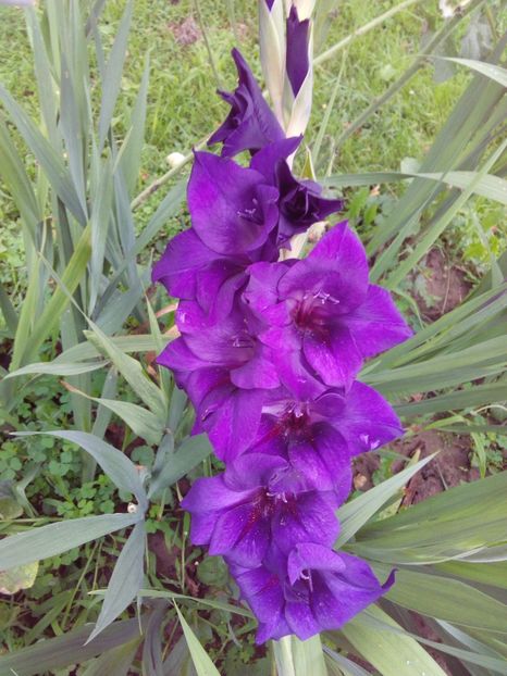  - AAAA_GLADIOLE 2015_2017_2018_2019