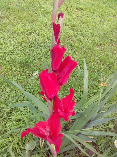  - AAAA_GLADIOLE 2015_2017_2018_2019