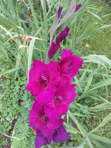  - AAAA_GLADIOLE 2015_2017_2018_2019