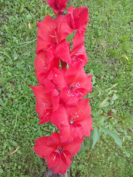  - AAAA_GLADIOLE 2015_2017_2018_2019