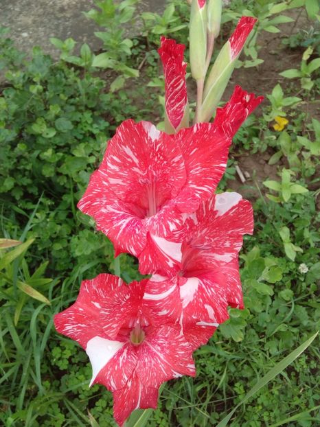 Inainte de furtuna - AAAA_GLADIOLE 2015_2017_2018_2019