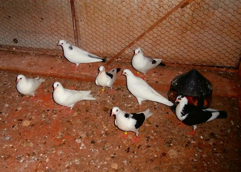 Dati în Sărmaşu la Lucian 16 Buc - D- Porumbei JUCATORI DE GALATI VANDUTI Album 3