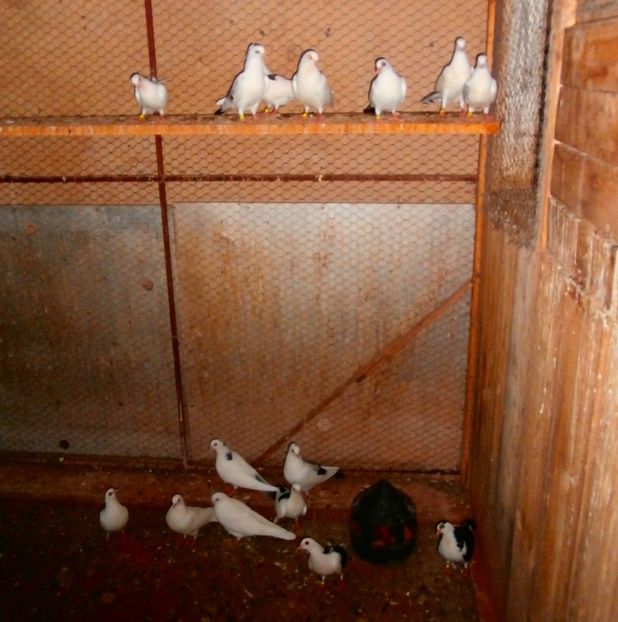 Dati în Sărmaşu la Lucian 16 Buc - D- Porumbei JUCATORI DE GALATI VANDUTI Album 3