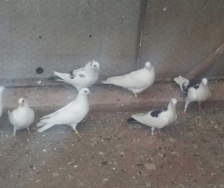 Dati în Sărmaşu la Lucian 16 Buc - D- Porumbei JUCATORI DE GALATI VANDUTI Album 3