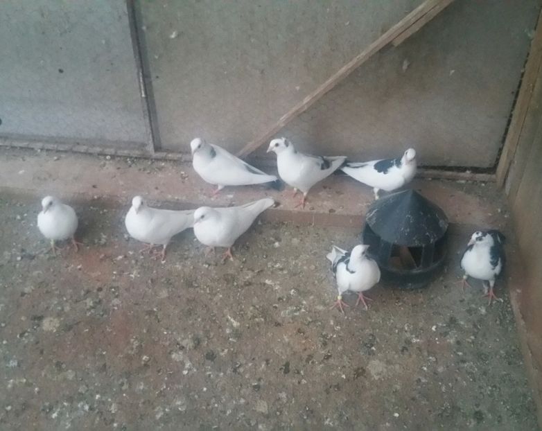 Dati în Sărmaşu la Lucian 16 Buc - D- Porumbei JUCATORI DE GALATI VANDUTI Album 3