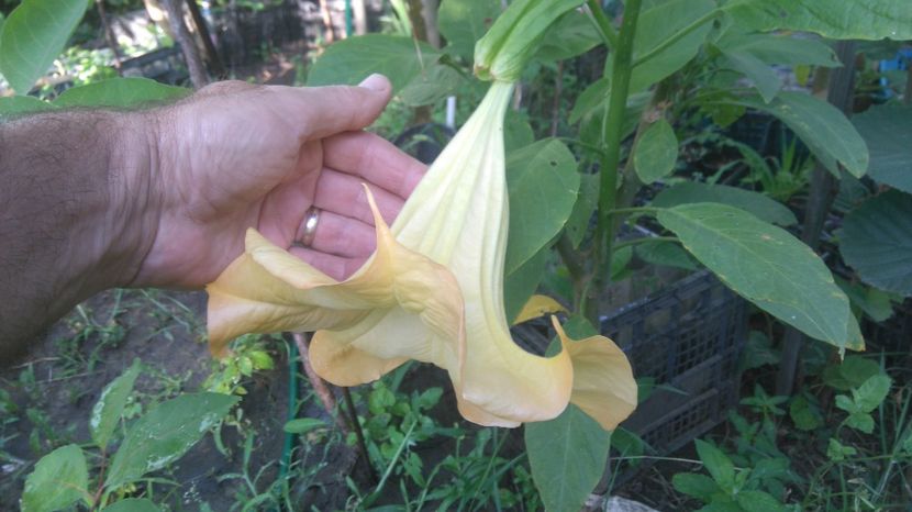  - Brugmansia 2017