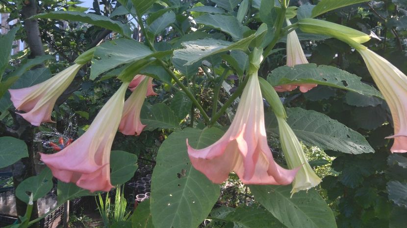  - Brugmansia 2017