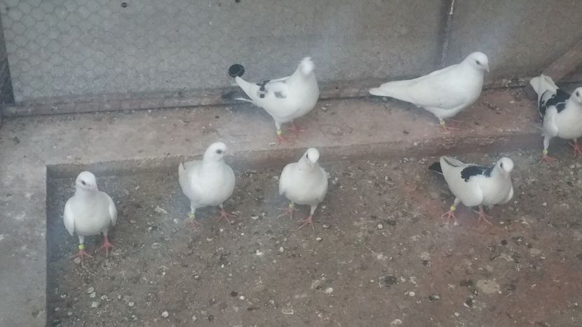 Dati în Sărmaşu la Lucian 16 Buc - D- Porumbei JUCATORI DE GALATI VANDUTI Album 3