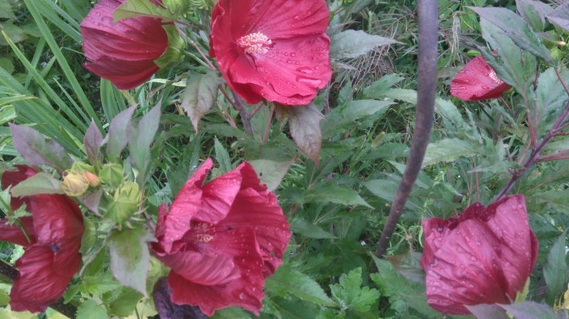 HM Cranberry - Gradina flori 2017