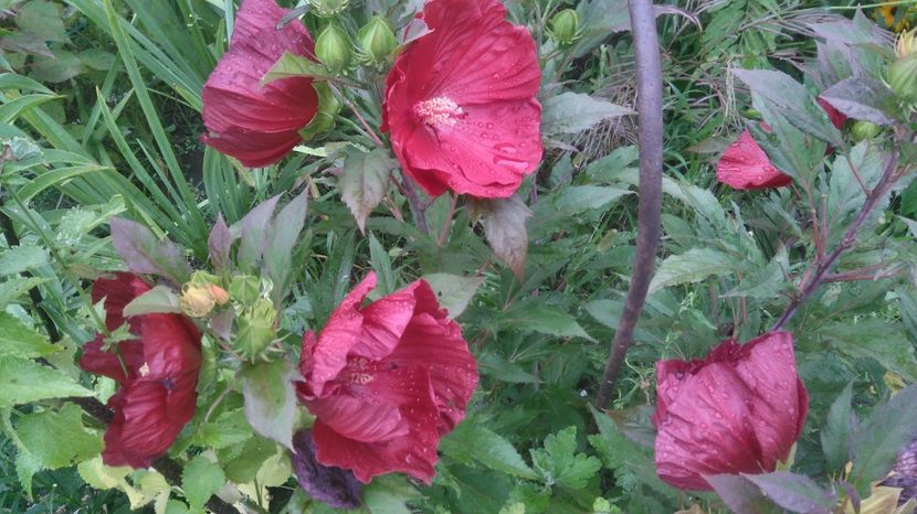  - Gradina flori 2017