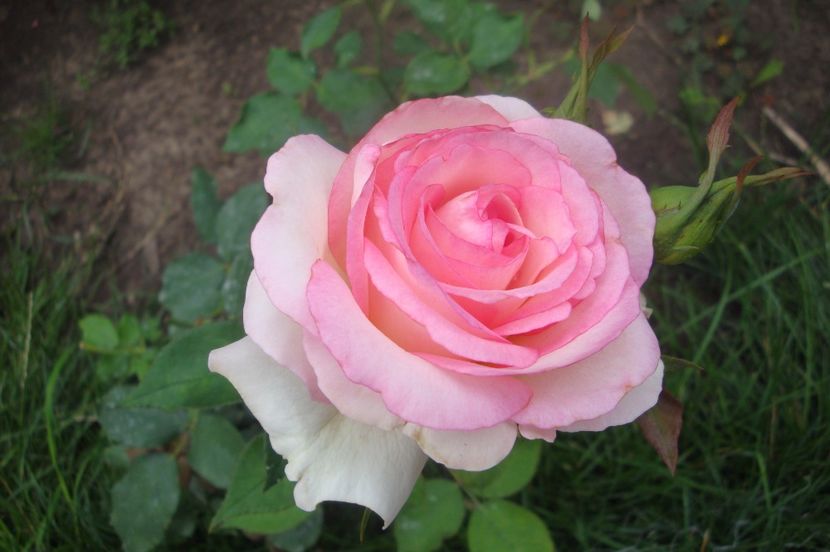  - Biedermeier Garden