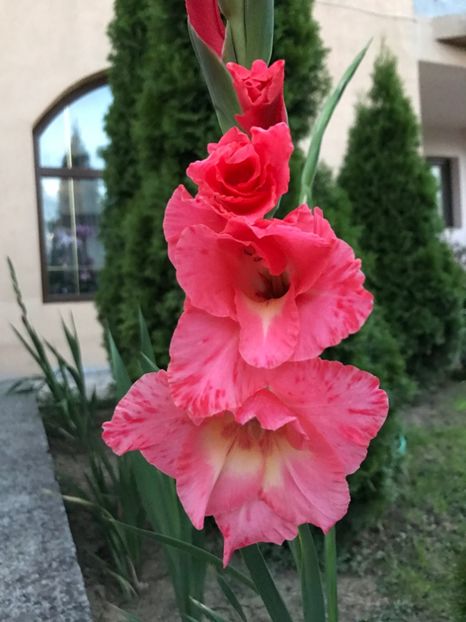  - Gradina 2017