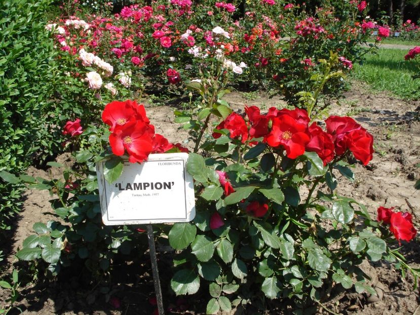  - 4Trandafiri 2016 Gradina botanica