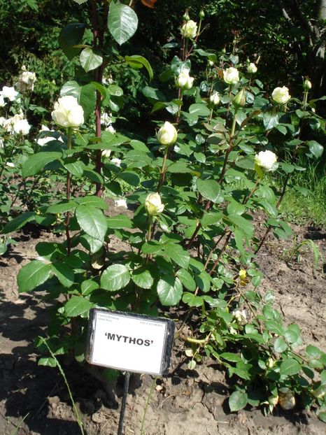  - 4Trandafiri 2016 Gradina botanica