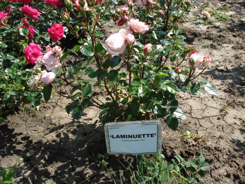  - 4Trandafiri 2016 Gradina botanica