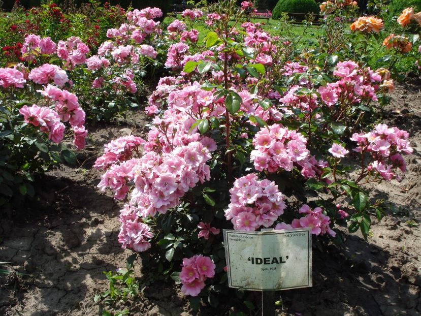  - 4Trandafiri 2016 Gradina botanica