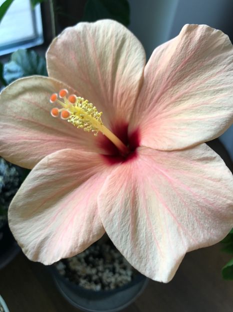 05.07.2017 - Hibiscus 2017