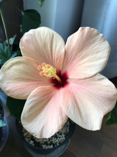 05.07.2017 - Hibiscus 2017