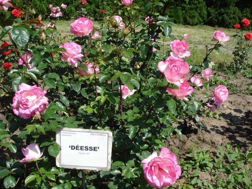  - 4Trandafiri 2016 Gradina botanica