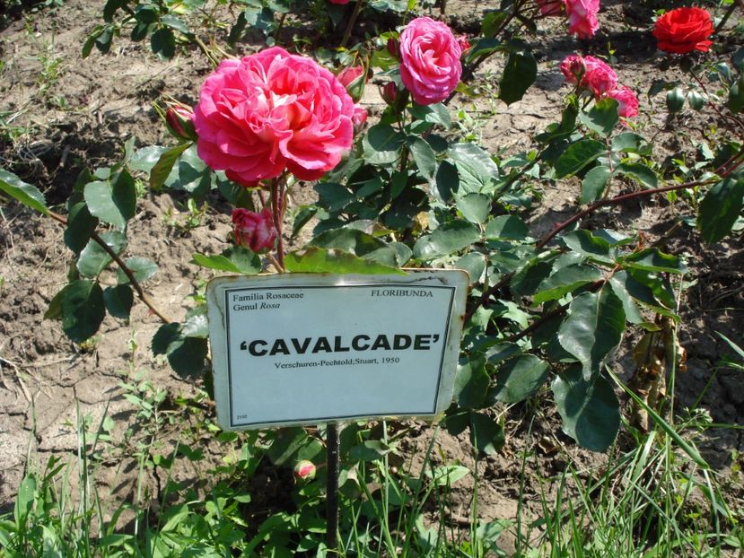  - 4Trandafiri 2016 Gradina botanica