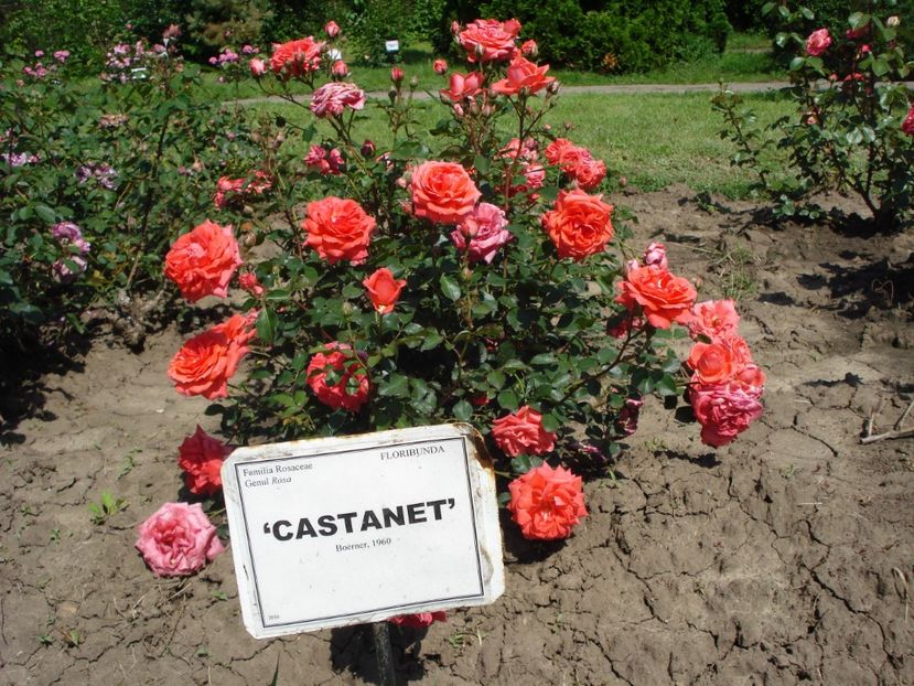  - 4Trandafiri 2016 Gradina botanica