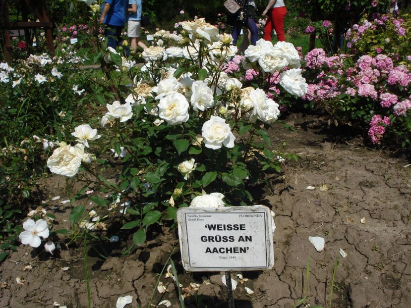  - 4Trandafiri 2016 Gradina botanica