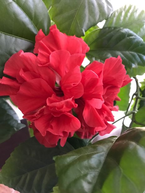 04.07.2017 - Hibiscus 2017