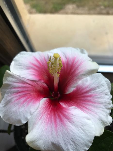 02.07.2017 - Hibiscus 2017